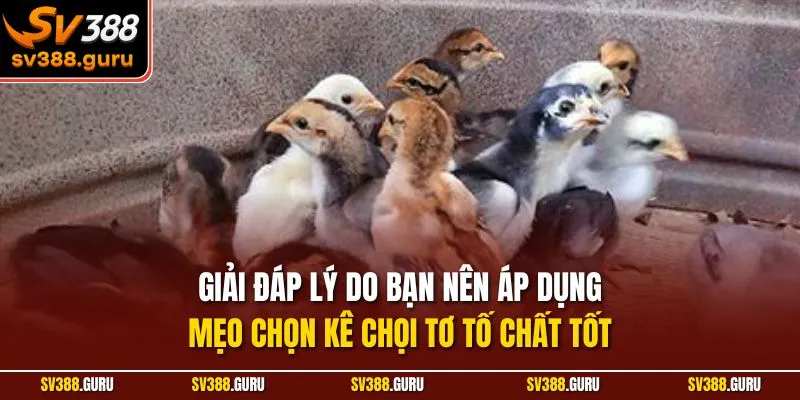 Giải đáp lý do bạn nên áp dụng mẹo chọn kê chọi tơ tố chất tốt