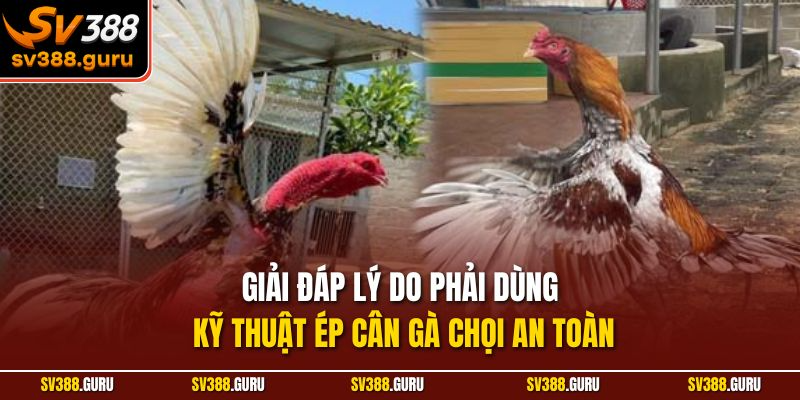 Giải đáp lý do phải dùng kỹ thuật ép cân gà chọi an toàn