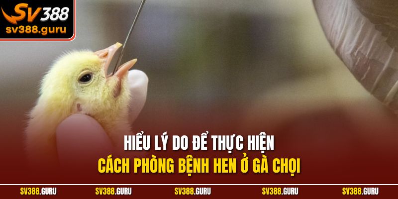 Hiểu lý do để thực hiện cách phòng bệnh hen ở gà chọi