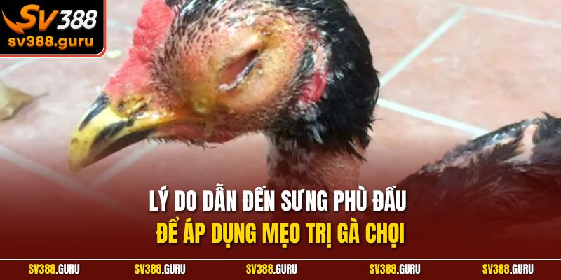 Lý do dẫn đến sưng phù đầu để áp dụng mẹo trị gà chọi