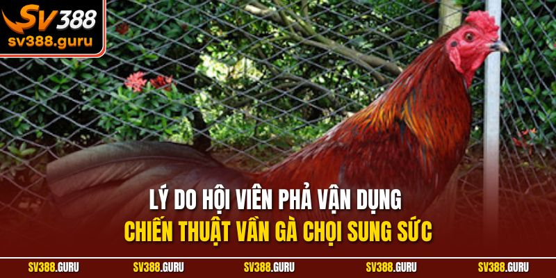 Lý do hội viên phả vận dụng chiến thuật vần gà chọi sung sức
