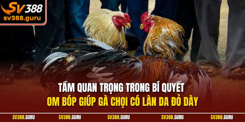 Tầm quan trọng trong bí quyết om bóp giúp gà chọi có làn da đỏ dày
