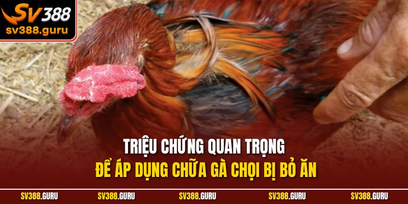 Triệu chứng quan trọng để áp dụng chữa gà chọi bị bỏ ăn