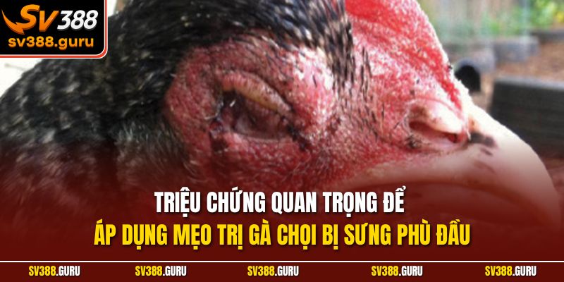 Triệu chứng quan trọng để áp dụng mẹo trị gà chọi bị sưng phù đầu